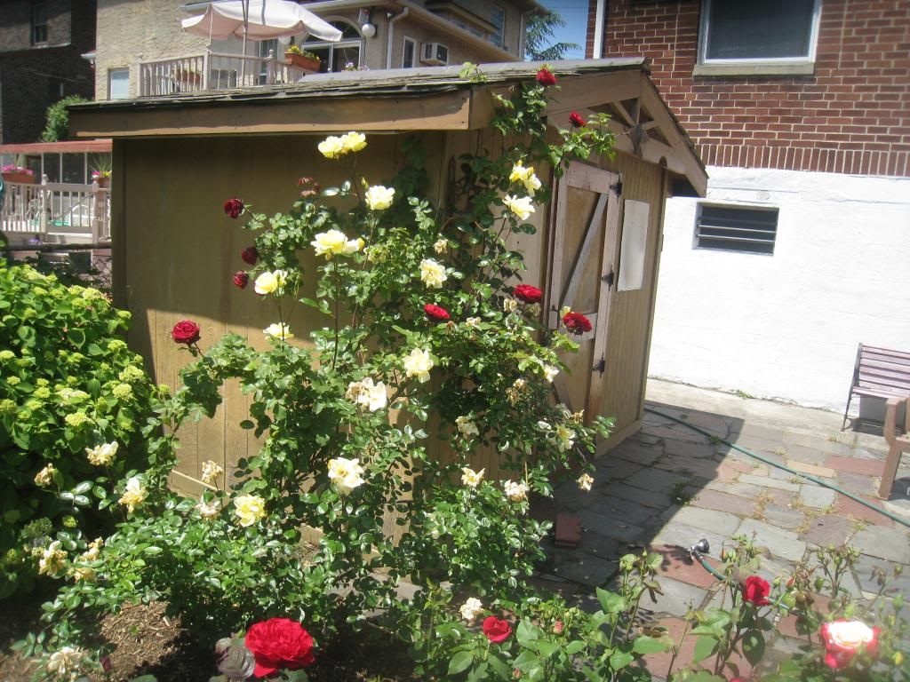 photo IMG_5614_zps97094b1f.jpg