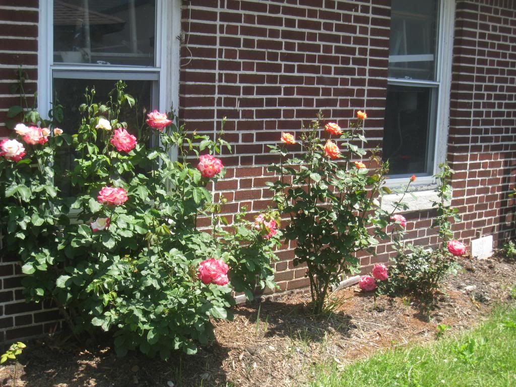 photo IMG_5616_zps4319bfa3.jpg