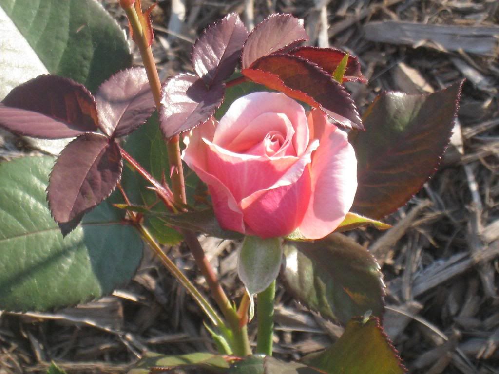  photo IMG_5641_zpsfd4b2d6e.jpg