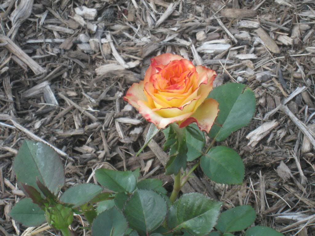  photo IMG_5651_zpsf5a1fbcd.jpg