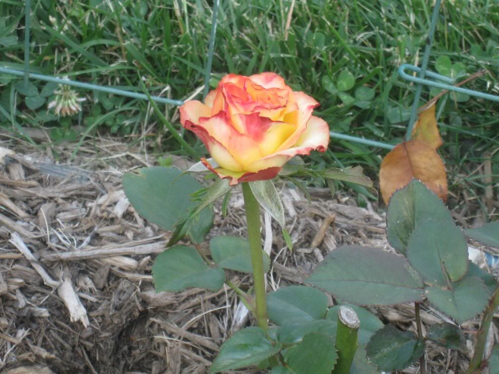  photo IMG_5653_zps9edfbea0.jpg