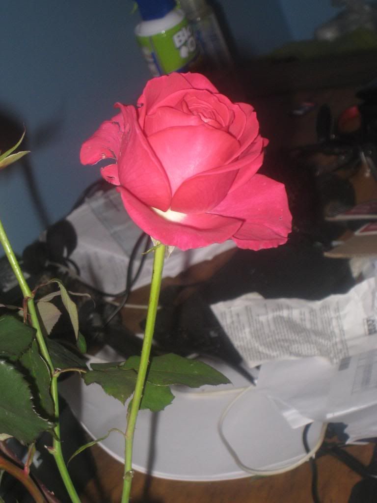  photo IMG_5932_zps739f7d2d.jpg