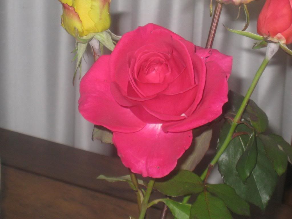  photo IMG_5935_zps7dcaec3e.jpg