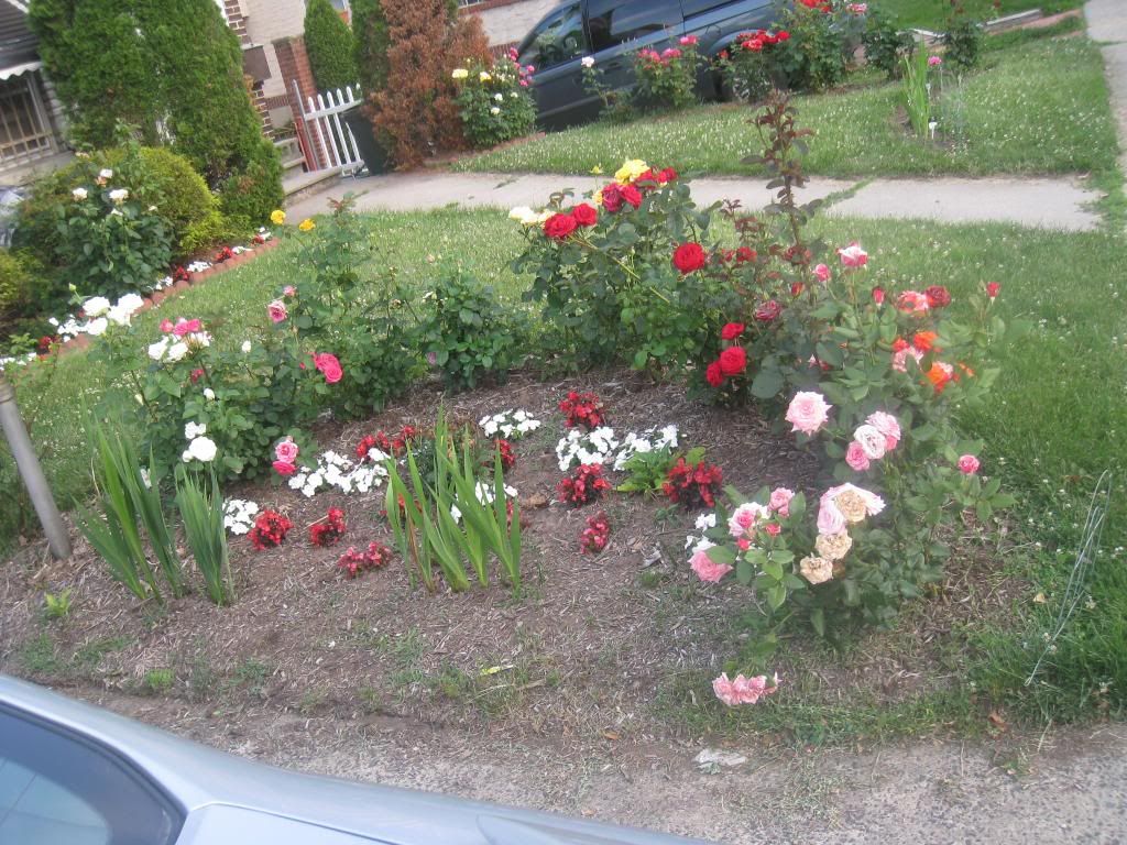  photo IMG_6133_zps511b544e.jpg