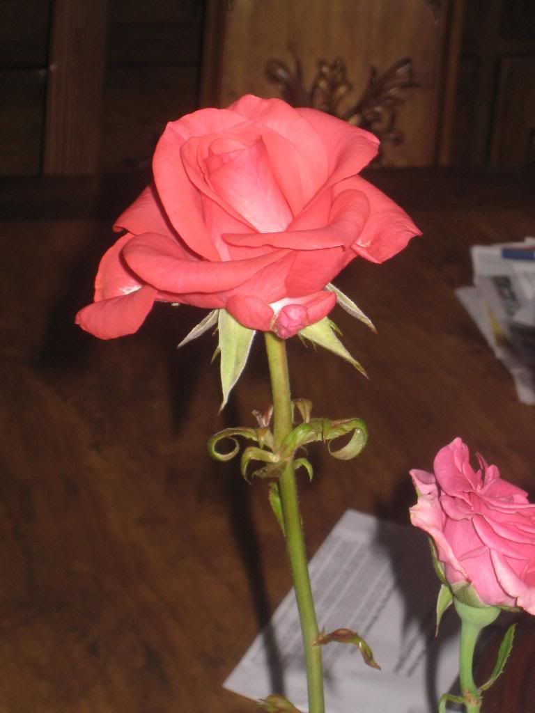  photo IMG_6151_zpsa90da07a.jpg