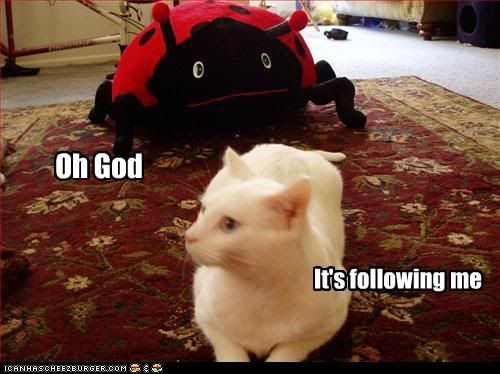 Forum Image: http://i284.photobucket.com/albums/ll10/JustinJakeLong/LOL%20Cats/funny-pictures-cat-is-followed.jpg