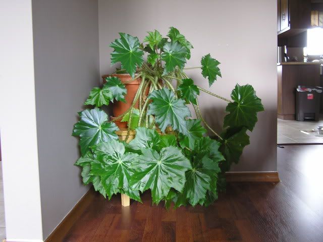House plants encyclopedia listed by common names with pictures, profiles, .