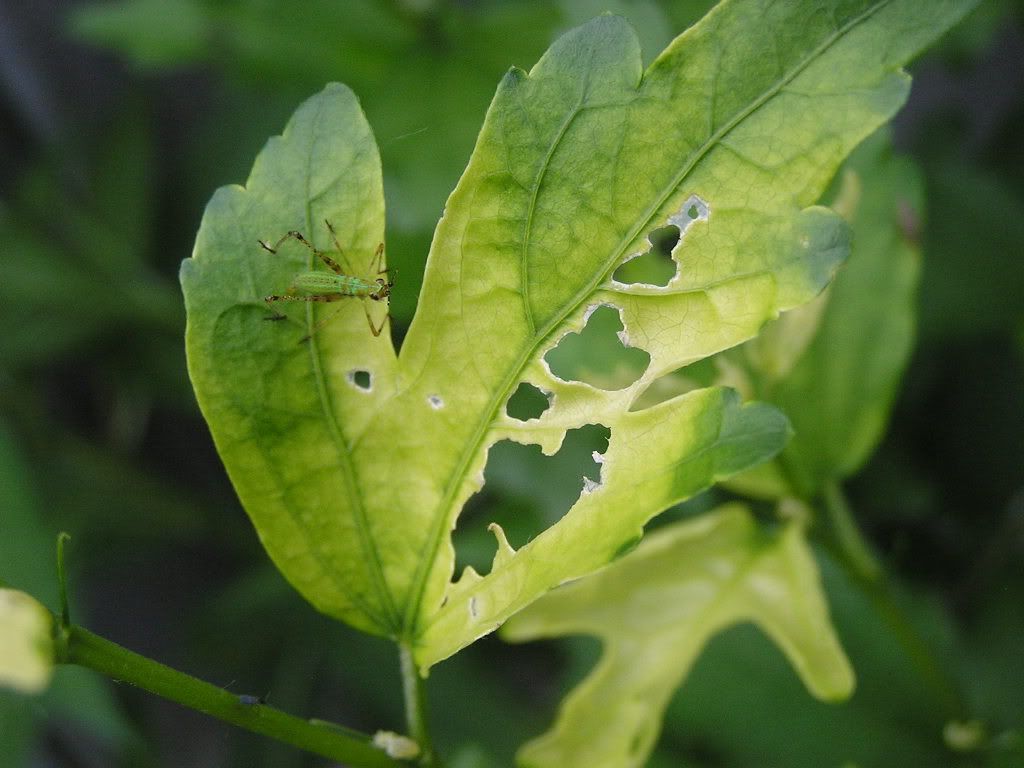 Bugs Eating My Dahlia, Rose of Sharon and Butterfly Bush!