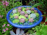 Jewelry Box Garden