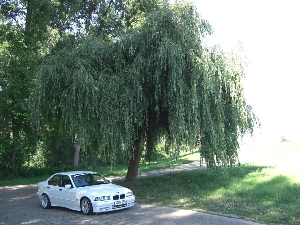 E36 ExtremeWhite - 3er BMW - E36