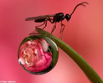 flowersDM3007a_468x378.jpg