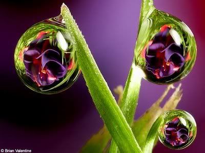 flowersDM3007d_468x350.jpg
