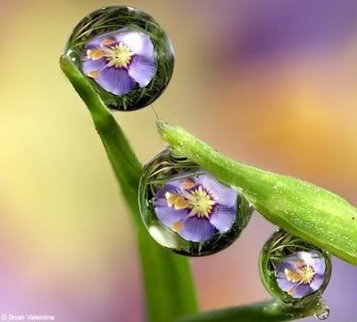 flowersDM3007e_468x421.jpg