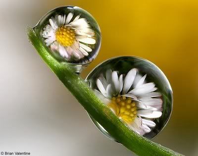 flowersDM3007g_468x368.jpg