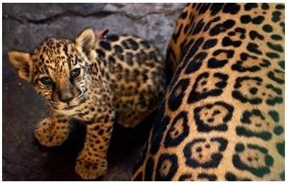 Leopard Baby And Mama