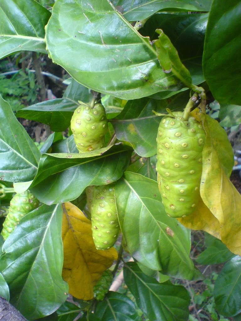 topic về những hình ảnh chụp bằng điện thoại di động