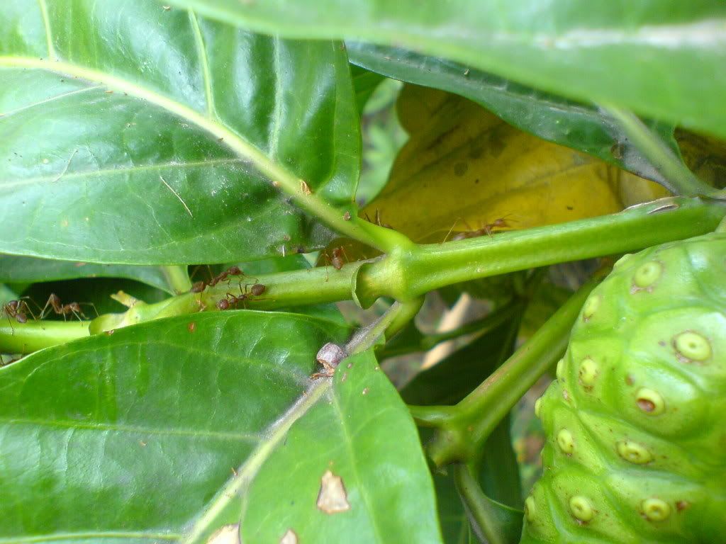 topic về những hình ảnh chụp bằng điện thoại di động - 2