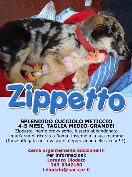 Zippetto,cucciolo abbandonato cerca casa (ROMA)