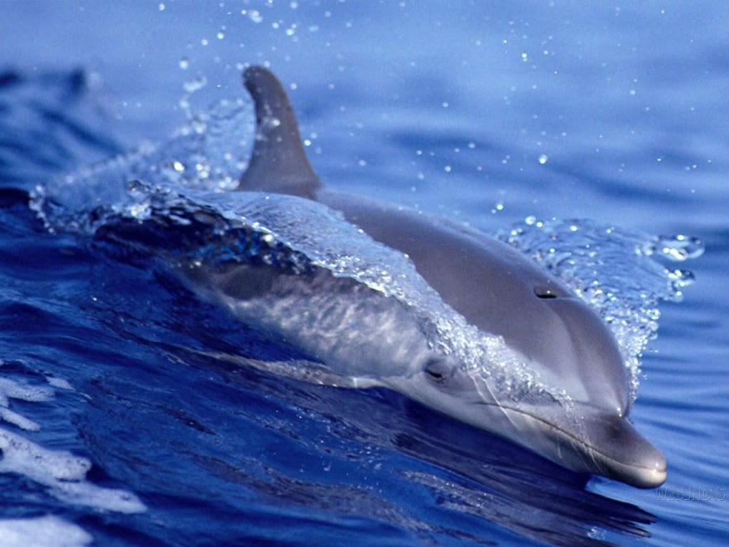 dolphin-wallpaper.jpg delfino