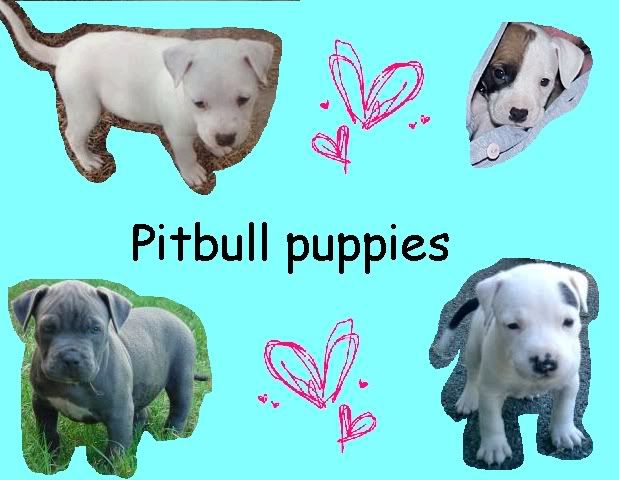 (BABY PITBULL PUPPIES ) funny baby puppy wallpapers