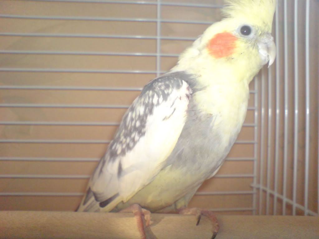 http://i284.photobucket.com/albums/ll13/demonkid_photo/DSC01000.jpg