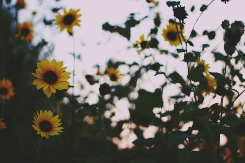 Sunflowers by Home is with You