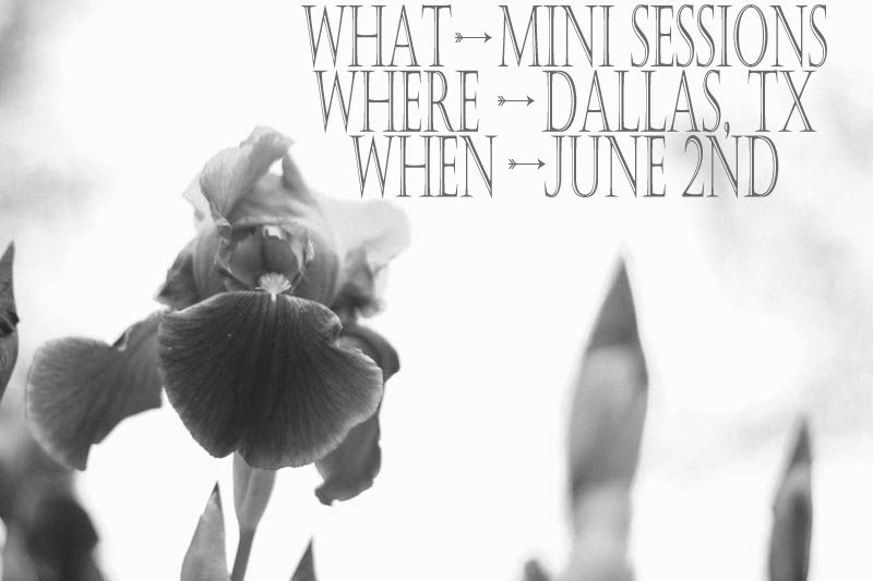 Dreaming Willow Photography // Dallas Mini Sessions