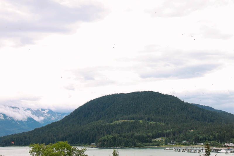 birds Move to Juneau Part 2 ↠ Haines, Alaska.
