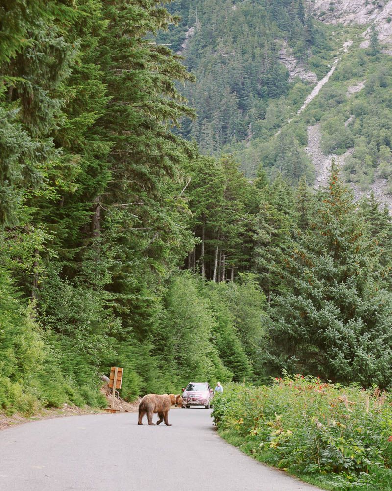 bear Move to Juneau Part 2 ↠ Haines, Alaska.