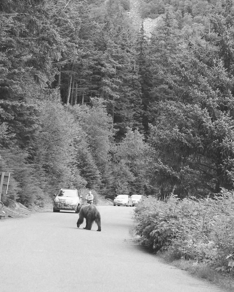 brown bear Move to Juneau Part 2 ↠ Haines, Alaska.