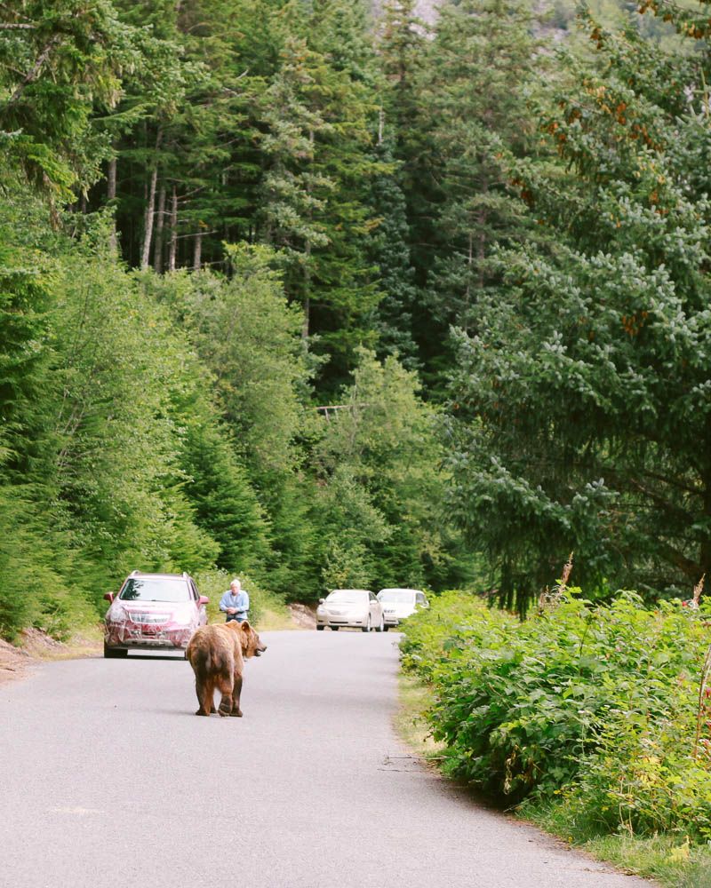 pictures of bears Move to Juneau Part 2 ↠ Haines, Alaska.