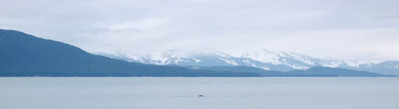 Alaskan Wildlife ≫≫ Sea Lions and Whales | Mallorie Owens