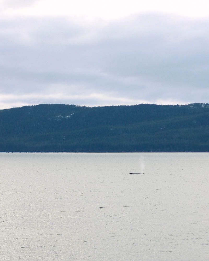 Alaskan Wildlife ≫≫ Sea Lions and Whales | Mallorie Owens