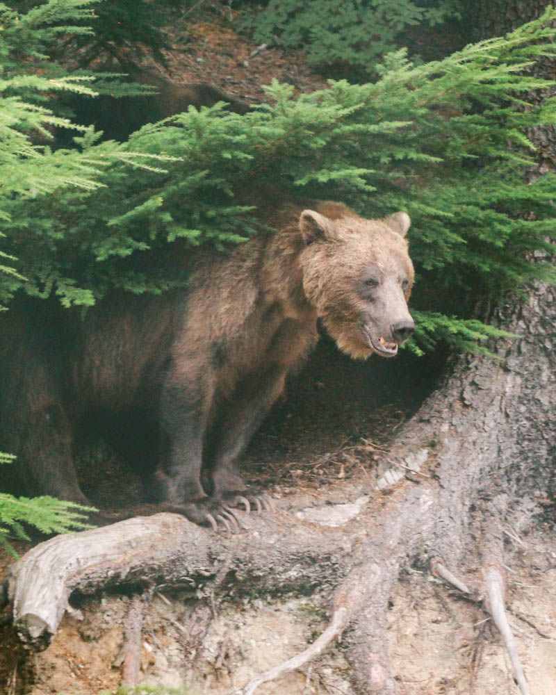 brown bear Grizzly Bear | Home is with You