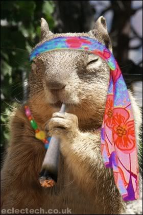 hippie squirrel