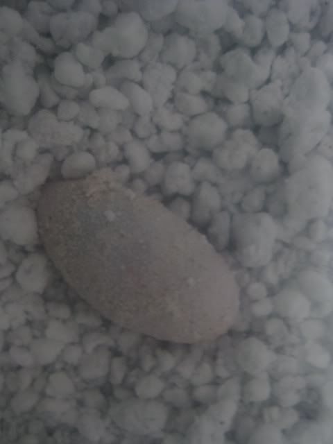 egg1.jpg