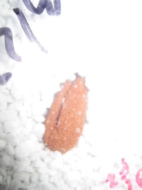 egg3.jpg