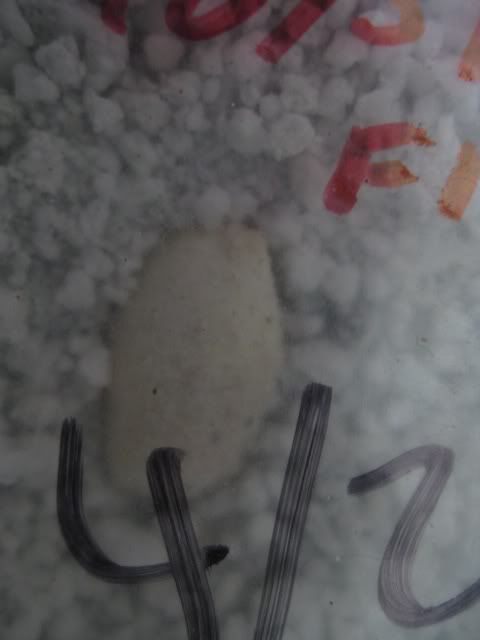 egg4.jpg