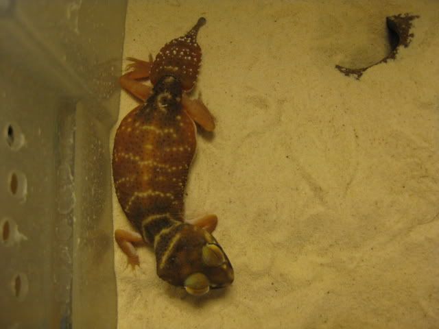 nephrurus011.jpg