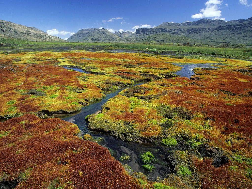 ColorfulMossesCedarbergWildernessAr.jpg