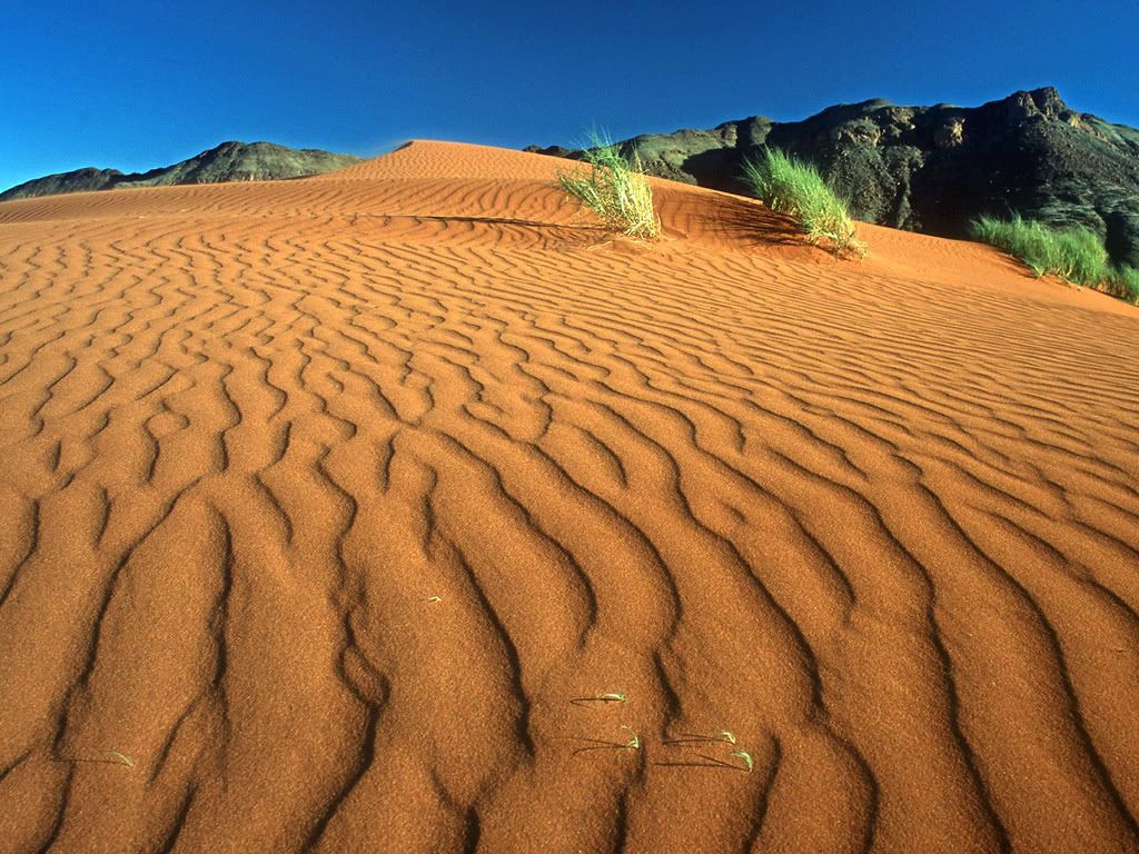 CrawlingontheDuneNamibRandNatureRes.jpg