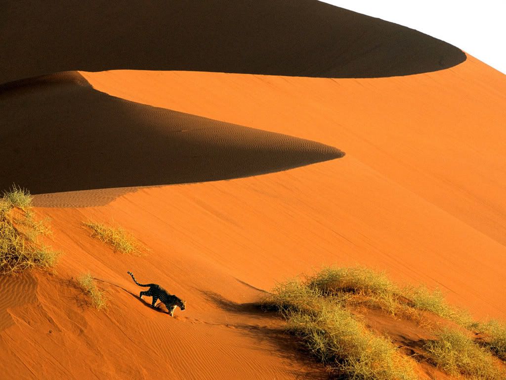 CrossingtheSandDunesofSossusvleiPar.jpg