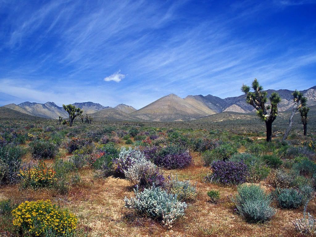 DesertBloomCaliforniaDesertConserva.jpg
