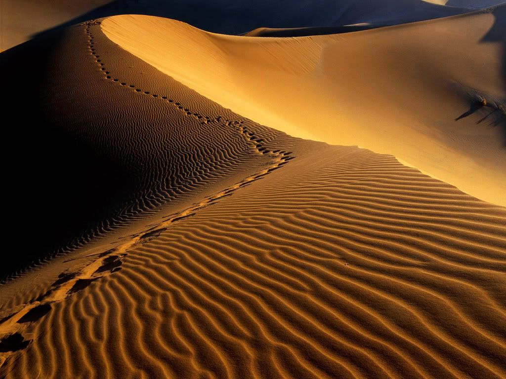 FootprintsNamibDesertNamibiaAfrica-.jpg