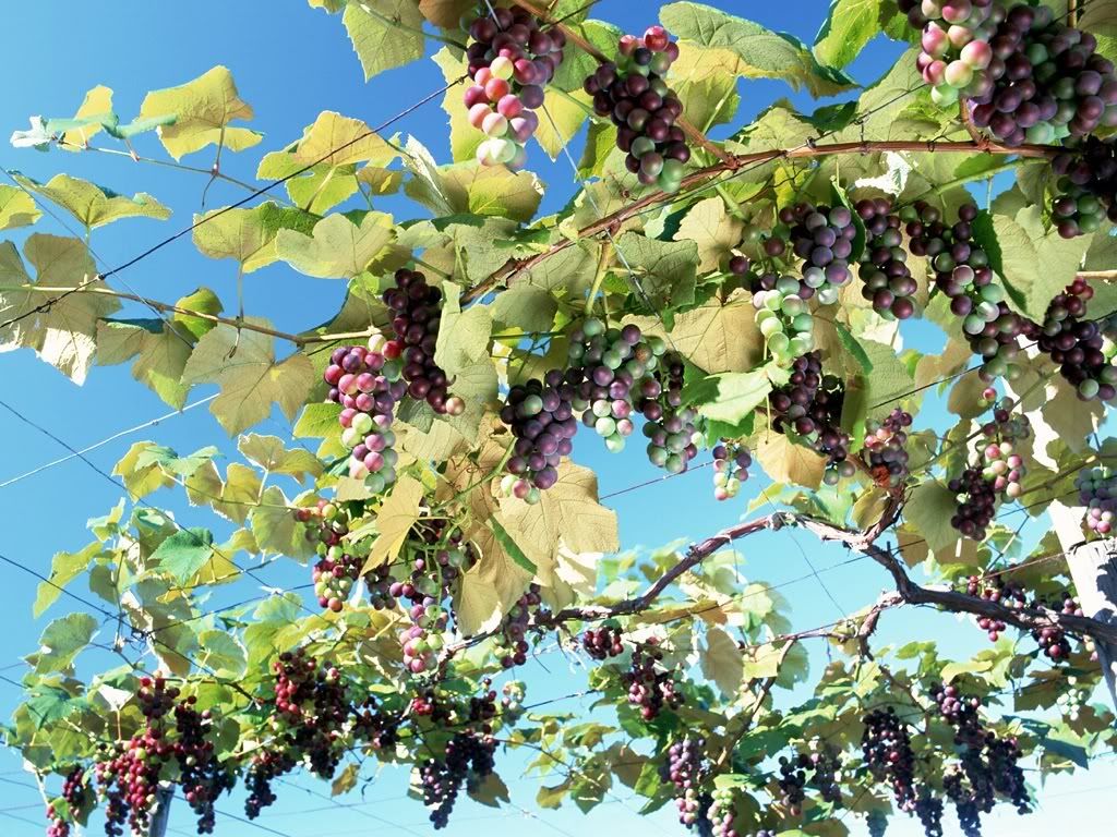 Green-Grapes-Vine-1-56200L7NB6-1024.jpg