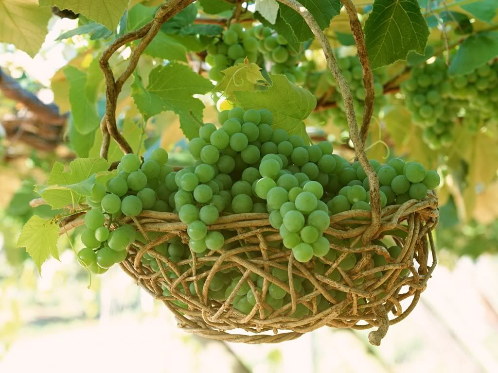 Green-Grapes-Vine-2-8M3O3W0ZFC-1024.jpg