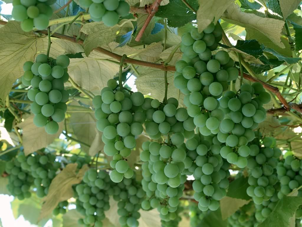 Green-Grapes-Vine-3-WH9SC92D0A-1024.jpg