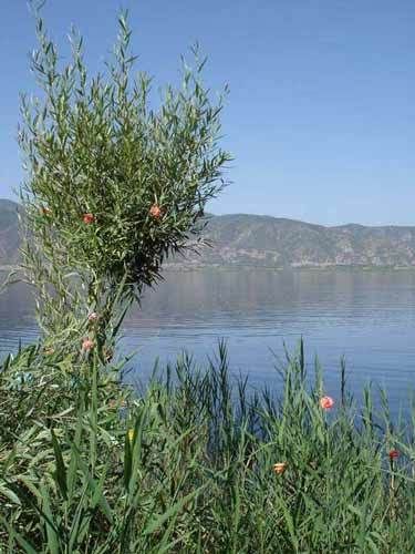 10742_494.jpg