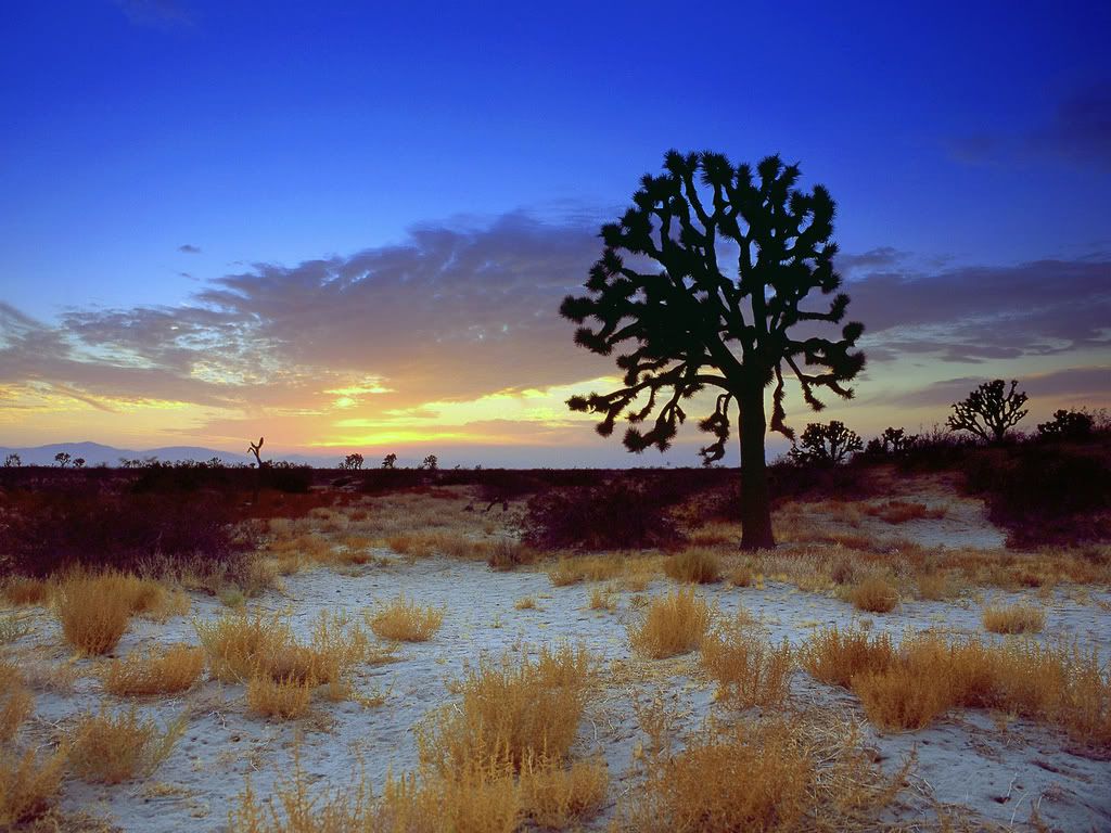 JoshuaTreeSunsetMojaveDesertCalifor.jpg