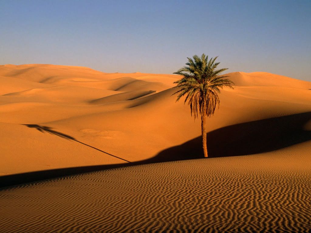 LonePalmSaharaDesert-1600x1200-ID12.jpg